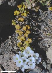 Veronica spathulata. Sprig. Scale = 10 mm.
 Image: P.J. Garnock-Jones © P.J. Garnock-Jones CC-BY-NC 3.0 NZ